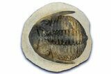 Detailed Hollardops Trilobite Fossil - Multi-Toned Preservation #347781-3